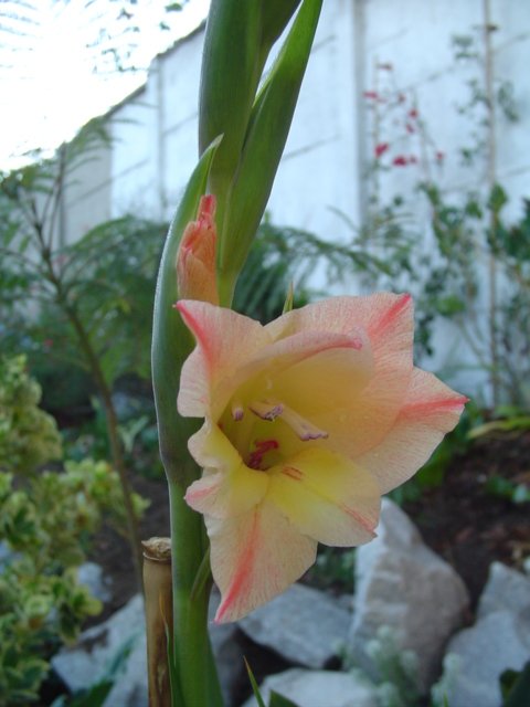 Dsc05340.jpg