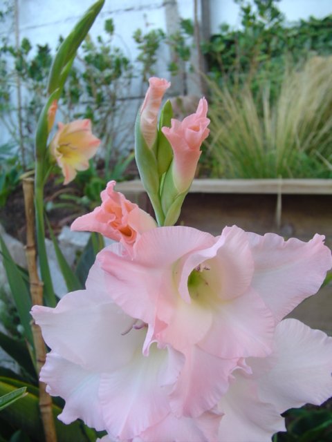 Dsc05341.jpg