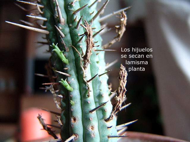 DSC05393_copia.jpg