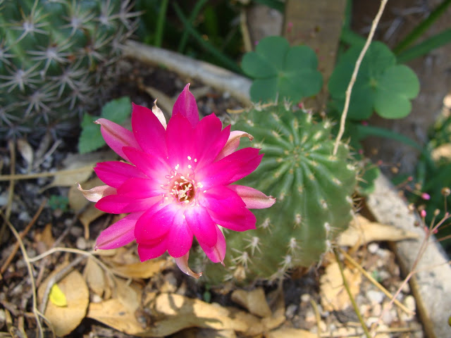 DSC05404.JPG
