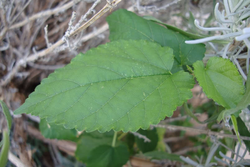 DSC05448.jpg