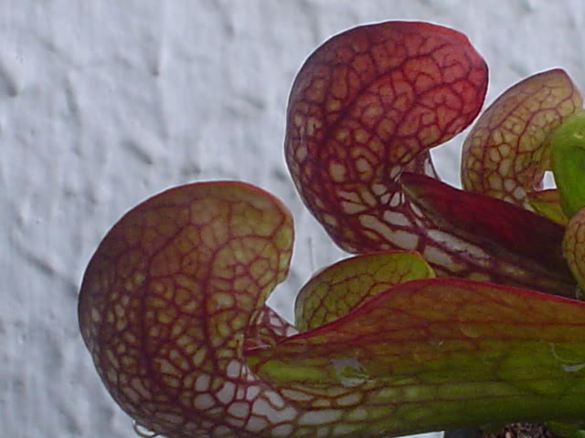 DSC05472.jpg