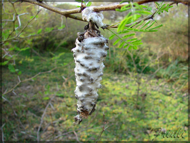 DSC05498_copiar.jpg