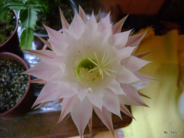DSC05516.JPG