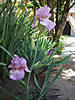 DSC05516.jpg