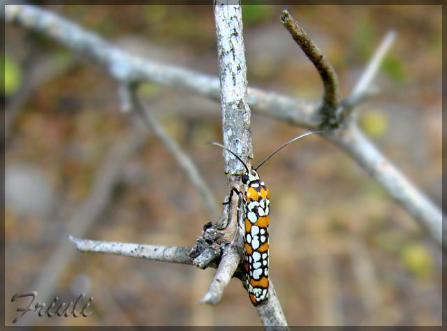 DSC05531_copiar.jpg