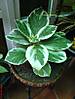 DSC05556.JPG