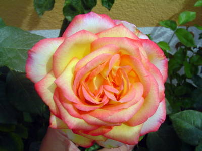 DSC05725.JPG