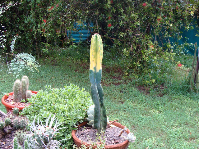 DSC05734.JPG