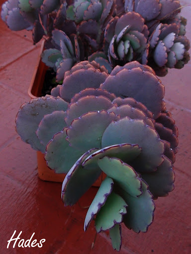 DSC05754.jpg