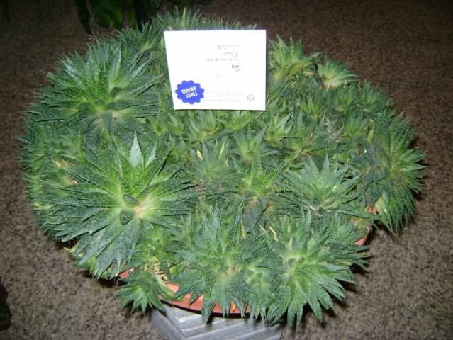 DSC05814.jpg