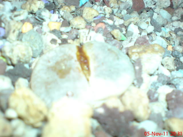 DSC05826.jpg