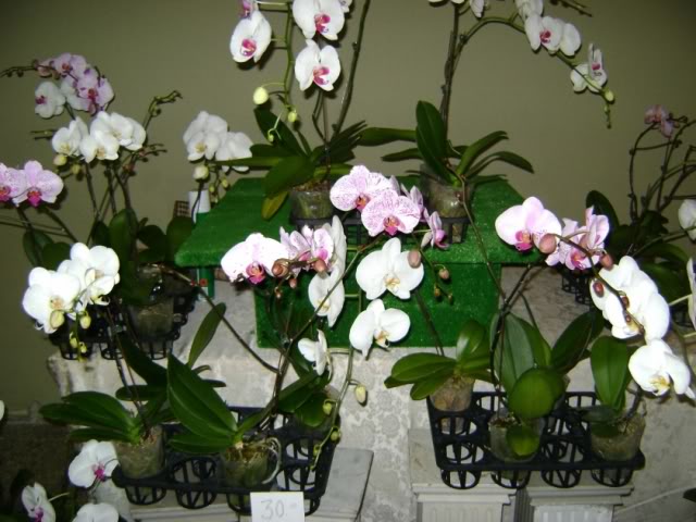 DSC05861.jpg