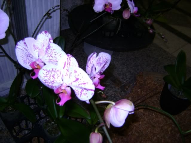 DSC05862.jpg
