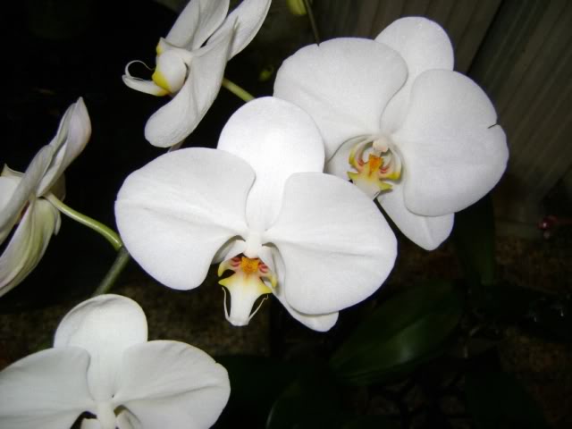 DSC05863.jpg