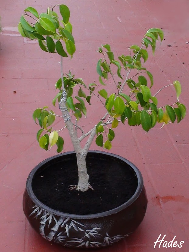 DSC05947+copia.jpg