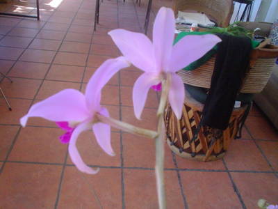 DSC05978.JPG