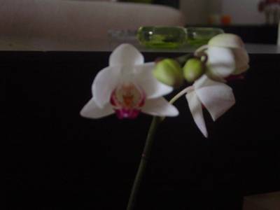 DSC06007.JPG