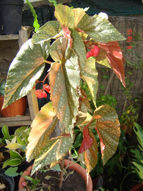 DSC06023.jpg