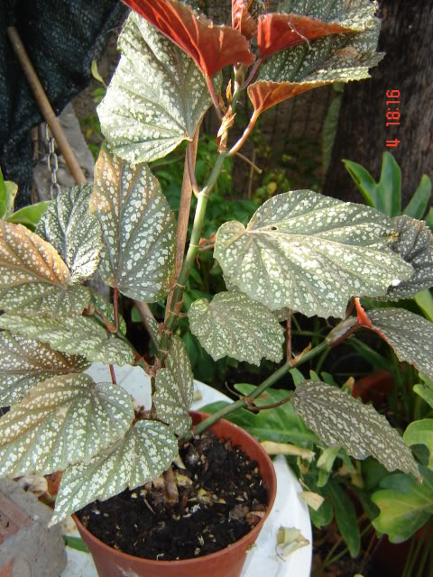 DSC06025.jpg