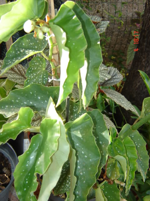 DSC06027.jpg
