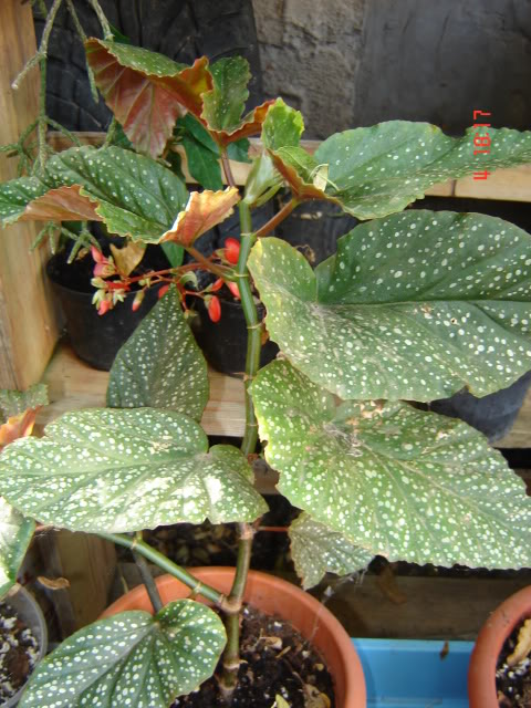 DSC06028.jpg