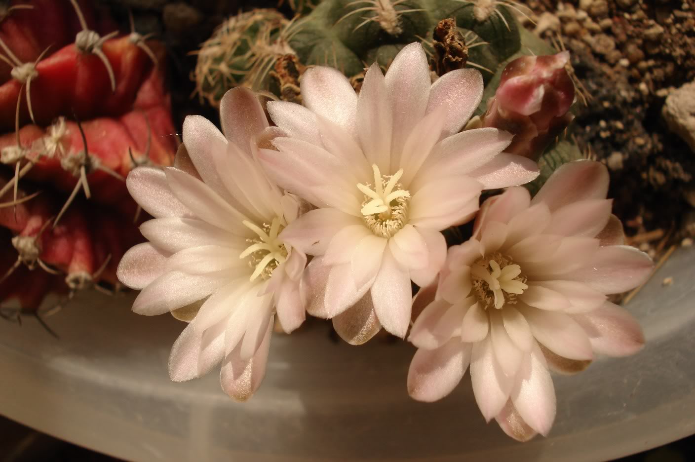 DSC06032.jpg