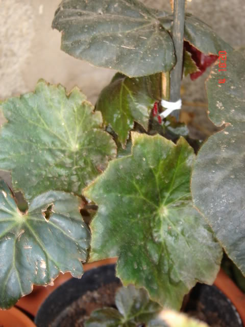 DSC06045.jpg