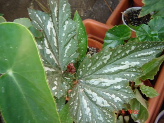 DSC06060.jpg