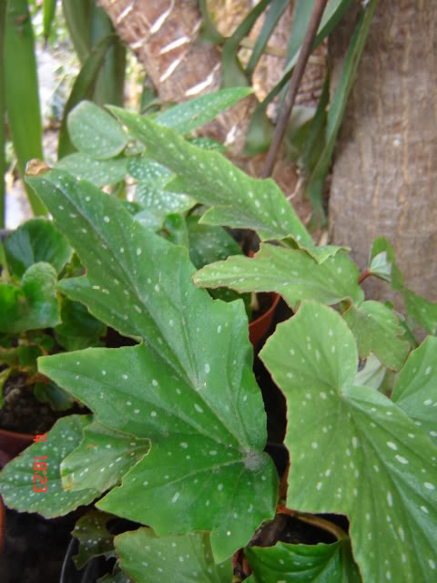DSC06064.jpg