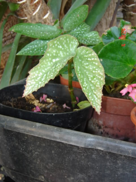 DSC06074.jpg