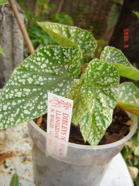 DSC06081-1.jpg
