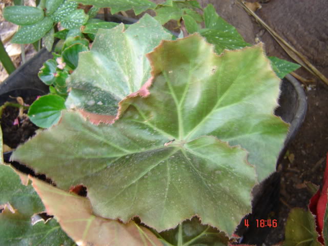 DSC06090.jpg