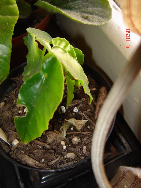 DSC06109.jpg