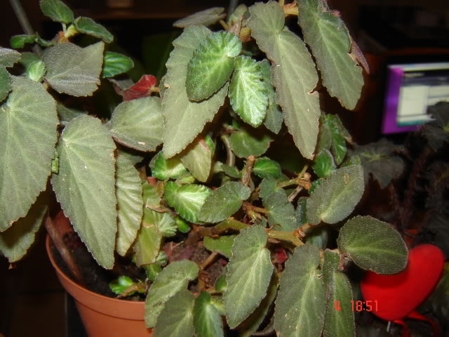 DSC06113.jpg
