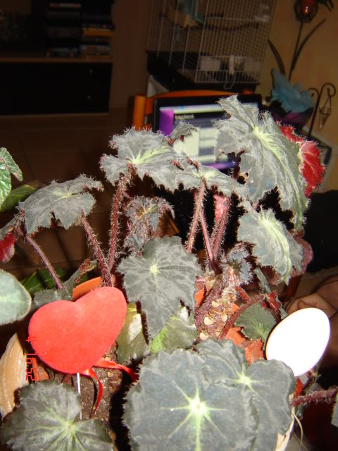 DSC06114.jpg