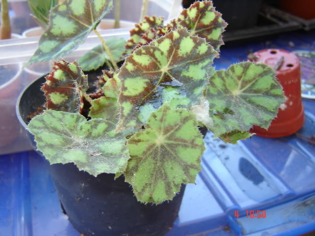 DSC06117.jpg