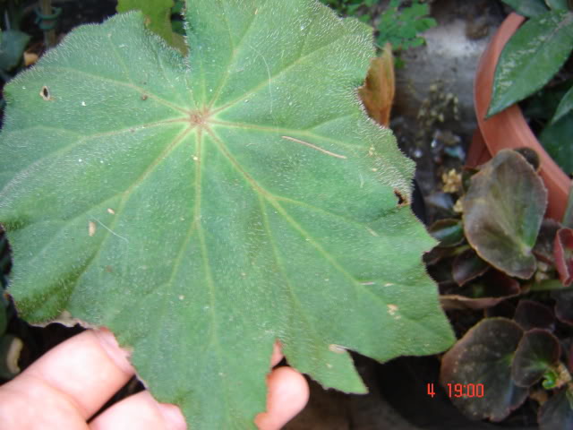 DSC06128.jpg
