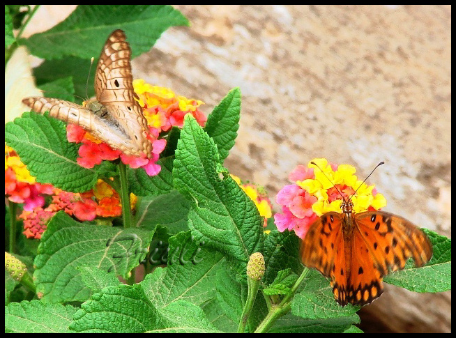 DSC06189_copiar.jpg