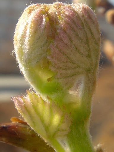 DSC06336.JPG
