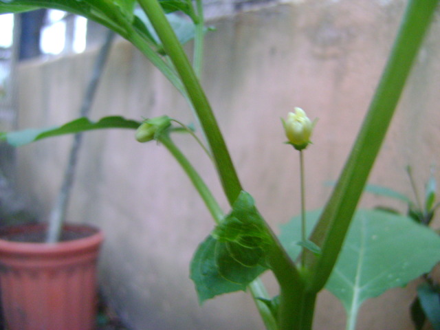 DSC06456_zps4baf81e2.jpg