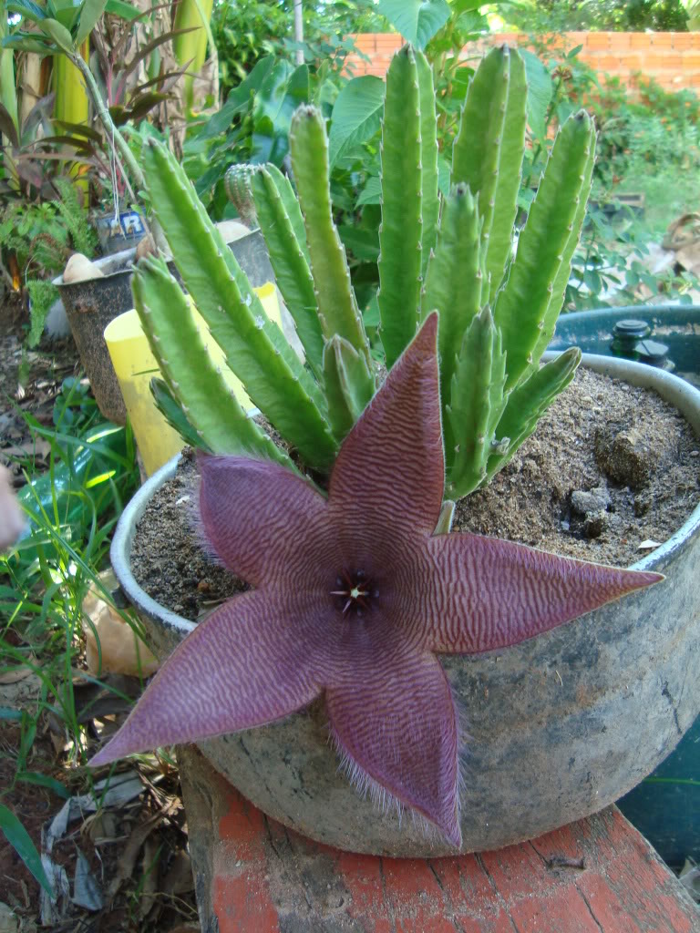 DSC06466.jpg