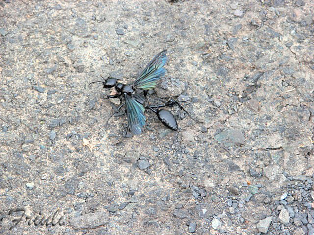 DSC06495_copiar.jpg
