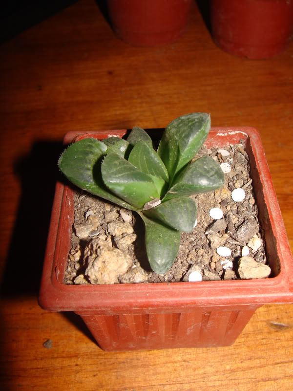 DSC06536q.jpg