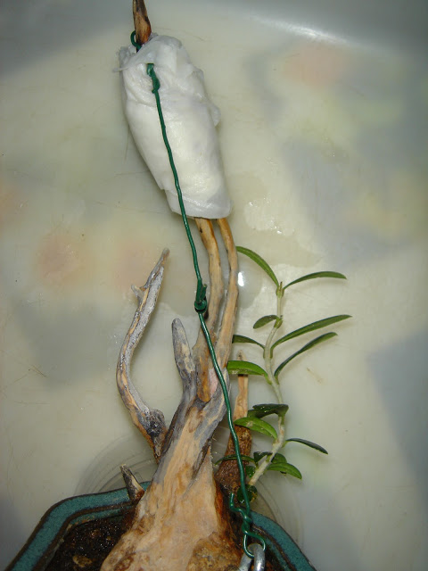 DSC06593.JPG
