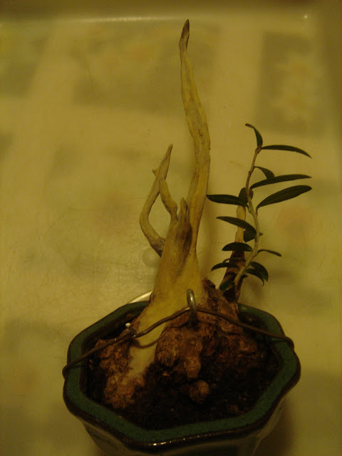 DSC06613.JPG