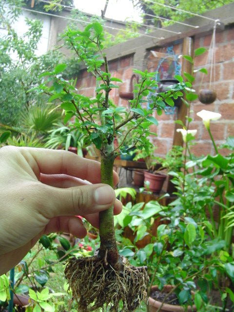 Dsc06638.jpg