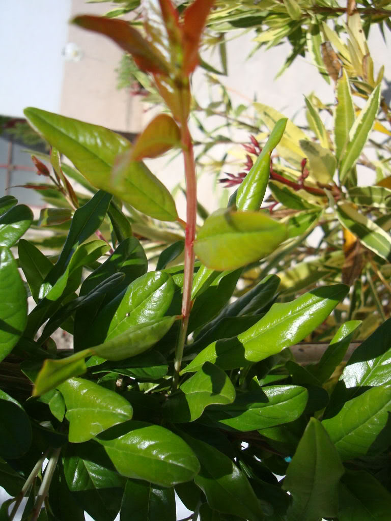 DSC06639.jpg