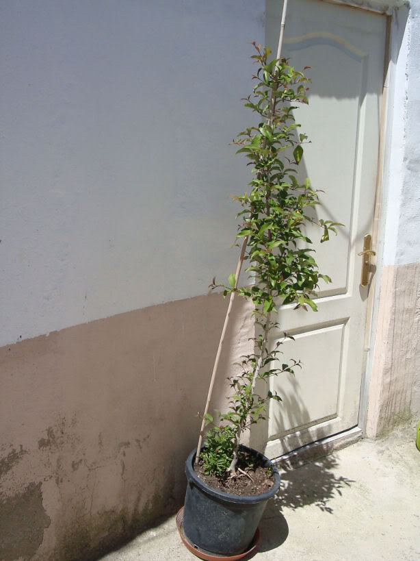 DSC06640.jpg