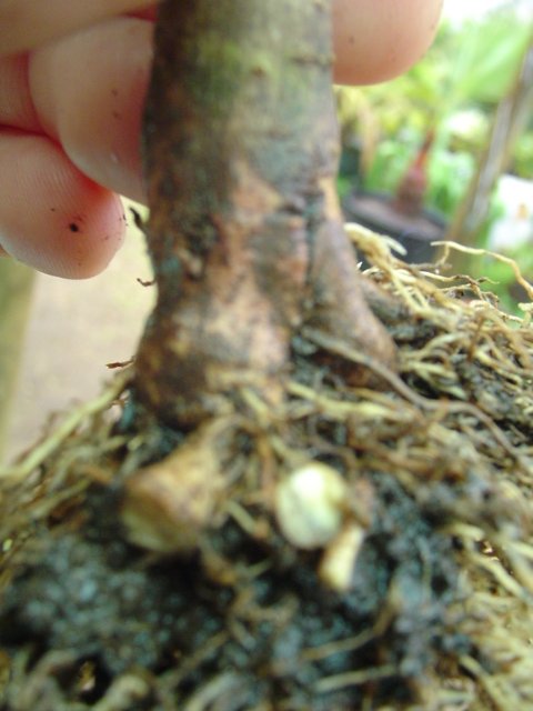 Dsc06640.jpg
